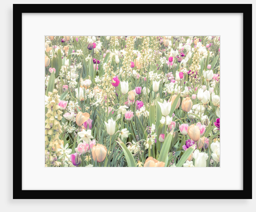 Colorful Tulip flowers by Assaf Frank